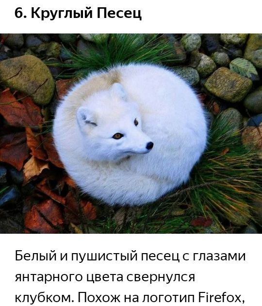 6 Круглый Песец Белый и пушистый песецс глазами янтарного цвета свернулся клубком Похож на поготип Рігеіох