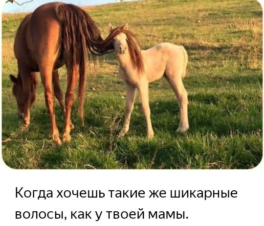 КОГДЭ хочешь такие же шикарные ВОЛОСЫ как У ТВОЭЙ МЭМЫ