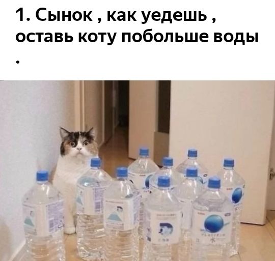 1 Сынок как уедешь оставь коту побольше воды