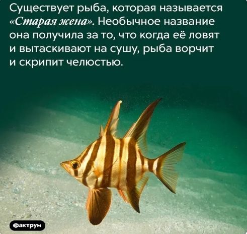 Существует рыба которая называется Стараяжгна Необычное название она получила за то что когда её повят и вытаскивают на сушу рыба ворчит и скрипит челюстью