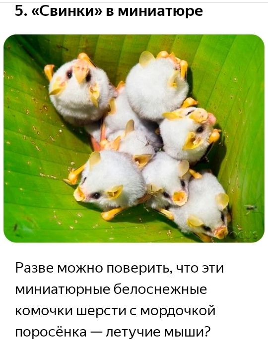 5 Свинки в миниатюре Разве можно поверить что эти миниатюрные белоснежные комочки шерсти с мордочкой поросёнка летучие мыши