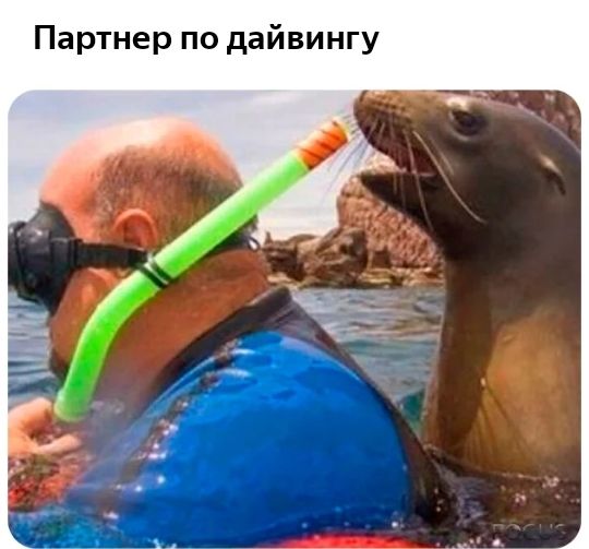 Партнер по дайвингу