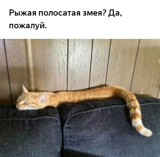Рыжая полосатая змея Да пожалуй