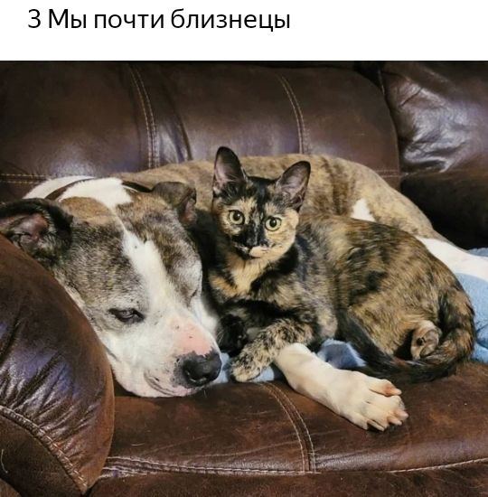 3 Мы почти близнецы