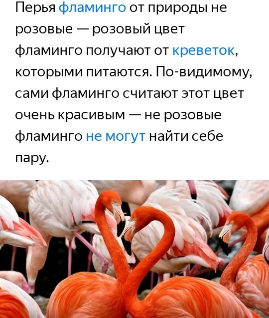 Перья фламинго от природы не розовые розовый цвет фламинго получают от креветок которыми питаются По видимому сами фламинго считают этот цвет очень красивым не розовые фламинго не могут найти себе пару