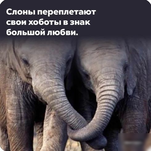 7 Слоны переплетают свои хоботы в знак большой любви