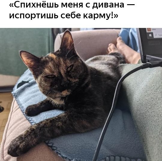 Спихнёшь меня с дивана испортишь себе карму