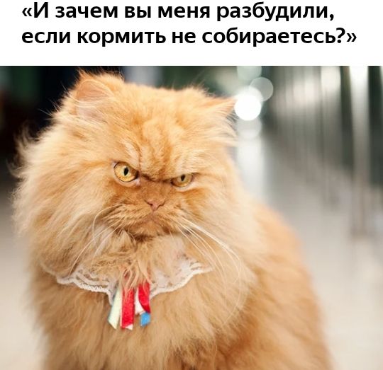 И зачем вы меня разбудили если кормить не собираетесь