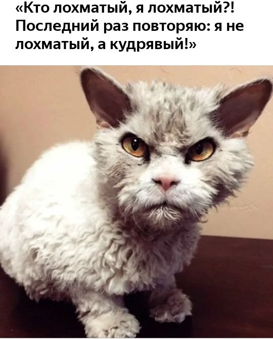 Кто лохматый я лохматый Последний раз повторяю я не лохматый а кудрявый