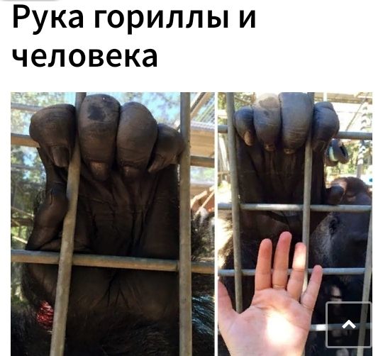 Рукагорилльпи человека