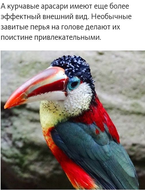 А курчавые арасари имеют еще более эффектный внешний вид Необычные завитые перья на голове делают их поистине привлекательными