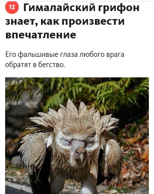 Гималайский грифон знает как произвести впечатление Его фальшивые глаза пюбого врага обратят в бегство