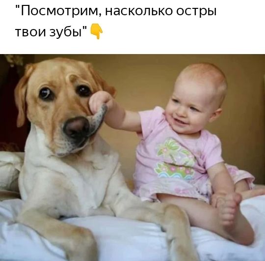 Посмотрим насколько остры твои зубы