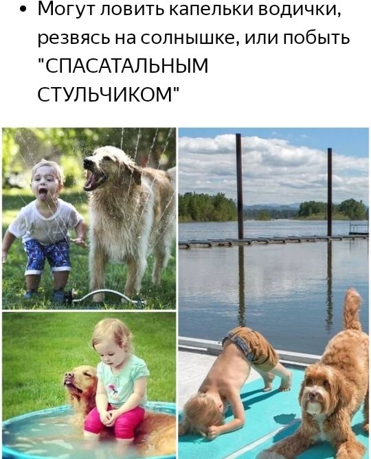 Могут ловить капельки водички резвясь на солнышке или побыть СПАСАТАЛЬНЫМ СТУЛ ЬЧИКОМ