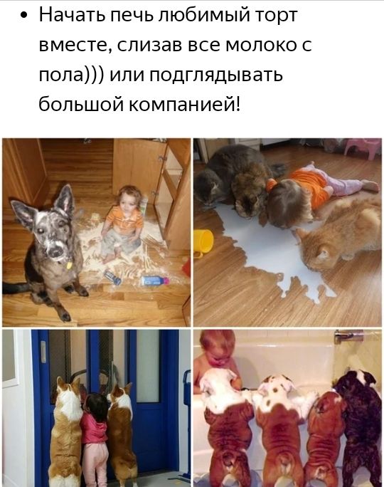 0 Начать печь любимый торт вместе слизав все молоко с пола или подглядывать большой компанией