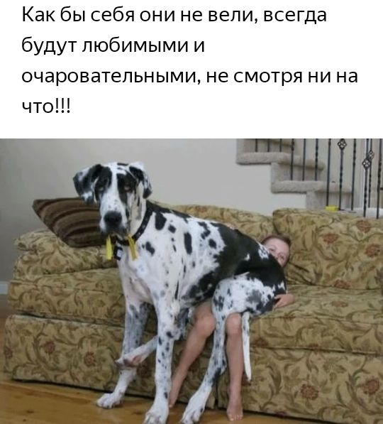Как бы себя они не вели всегда будут любимыми и очаровательными не смотря ни на что