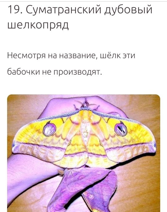 19 Суматранский дубовый шел коп ряд Несмотря на название шёлк эти бабочки не производят
