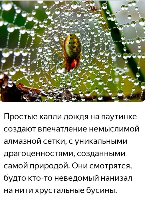 Простые капли дождя на паутинке создают впечатление немыслимой алмазной сетки с уникальными драгоценностями созданными самой природой Они смотрятся будто кто то неведомый нанизап на нити хрустальные бусины