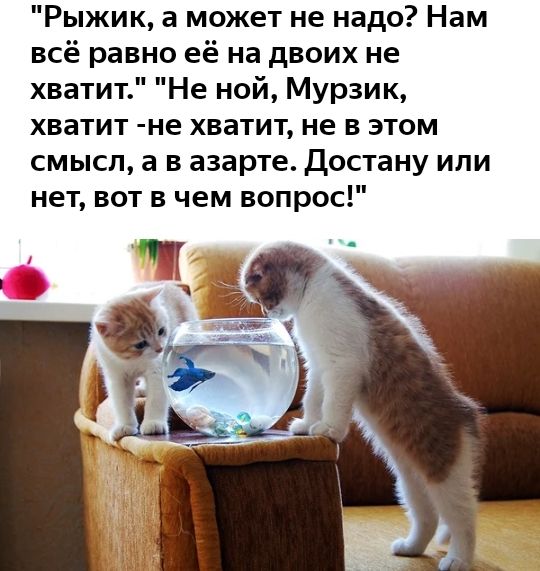 Рыжик а может не надо Нам всё равно её на двоих не хватит Не ной Мурзик хватит не хватит не в этом смысл а в азарте Достану или нет вот в чем вопрос