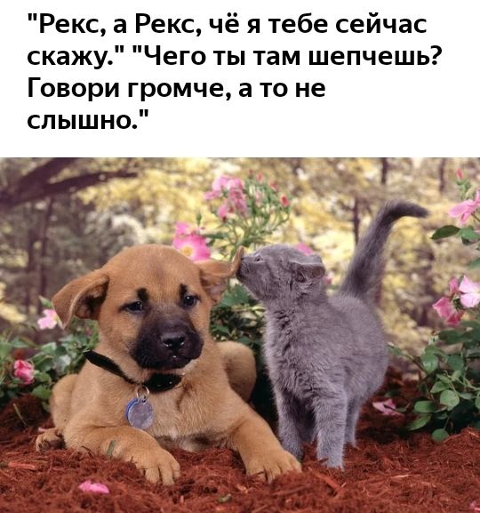 Рекс а Рекс чё я тебе сейчас скажу Чего ты там шепчешь Говори громче а то не слышно