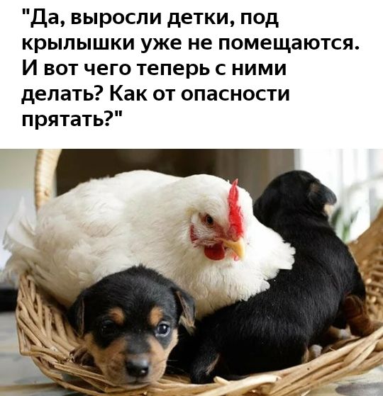 Да выросли детки под крылышки уже не помещаются И вот чего теперь с ними делать Как от опасности прятать