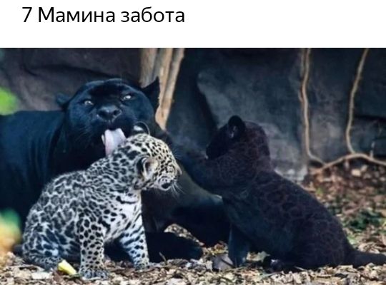 7 Мамина забота