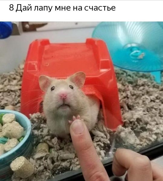8Дай папу мне на счастье