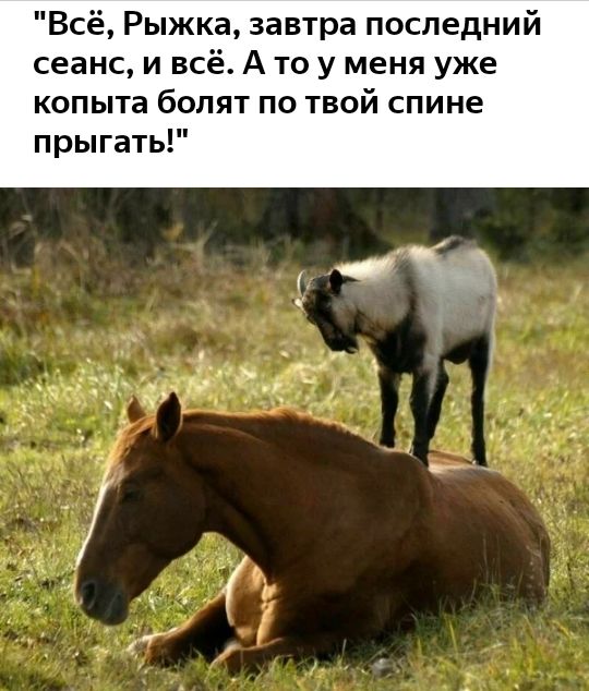 Всё Рыжка завтра последний сеанс и всё А то у меня уже копыта болят по твой спине прыгать