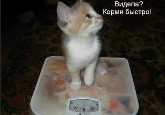 Видела Корми быстро