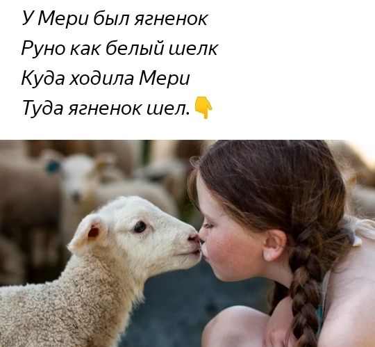 У Мери был ягненок Руно как белый шелк Куда ходила Мерц Туда ягненок шел