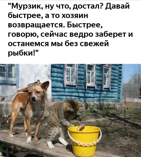 Мурзик ну что достал Давай быстрее а то хозяин возвращается Быстрее говорю сейчас ведро заберет и останемся мы без свежей