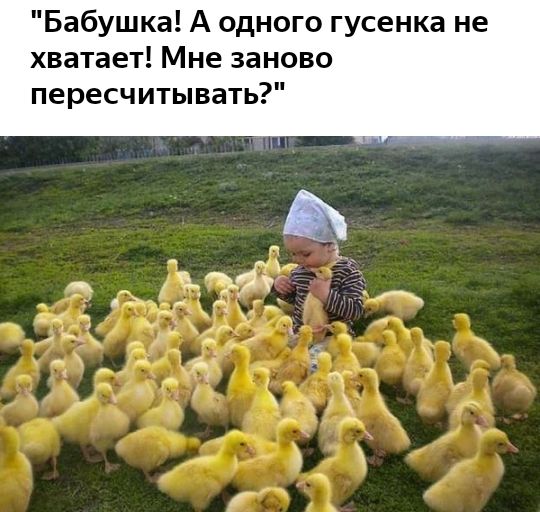 Бабушка А одного гусенка не хватает Мне заново пересчитывать