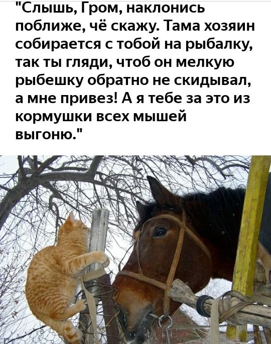 Слышь Гром наклонись поближе чё скажу Тама хозяин собирается с тобой на рыбалку так ты гляди чтоб он мелкую рыбешку обратно не скидывал а мне привез А я тебе за это из кормушки всех мышей выгоню