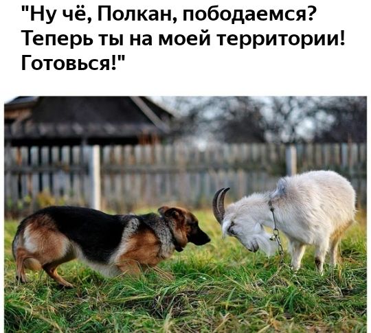 Ну чё Полкан пободаемся Теперь ты на моей территории Готовься