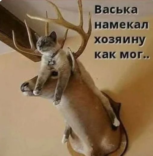 Васька намекал хозяину как мог