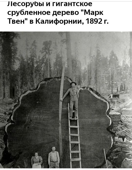 Лесорубы и гигантское срубленное дерево Марк Твен в Калифорнии 1892 г