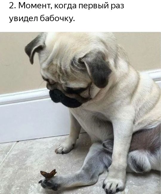 2 Момент когда первый раз увидел бабочку