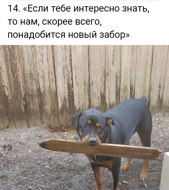 14 Если тебе интересно знать то нам скорее всего понадобится новый забор л