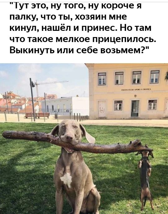 Тут это ну того ну короче я папку что ты хозяин мне кинул нашёл и принес Но там что такое мелкое прицепилось Выкинуть или себе возьмем