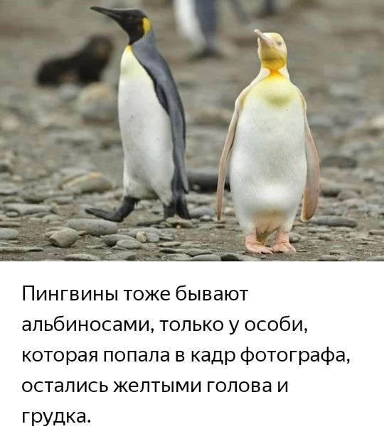 ПИНГВИНЫ тоже бывают апьбиносами только у особи которая попала в кадр фотографа остались жептыми голова и грудка
