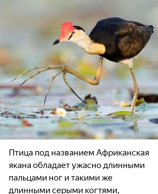 Птица под названием Африканская якана обладает ужасно длинными пальцами ног и такими же длинными серыми когтями