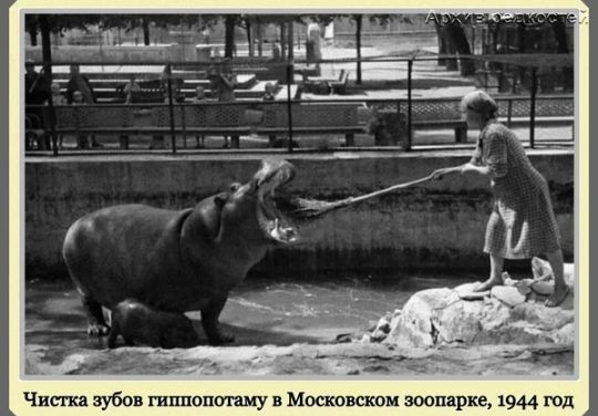Чистка зубов гипцоштпму в Московском зоопарке 1944 год