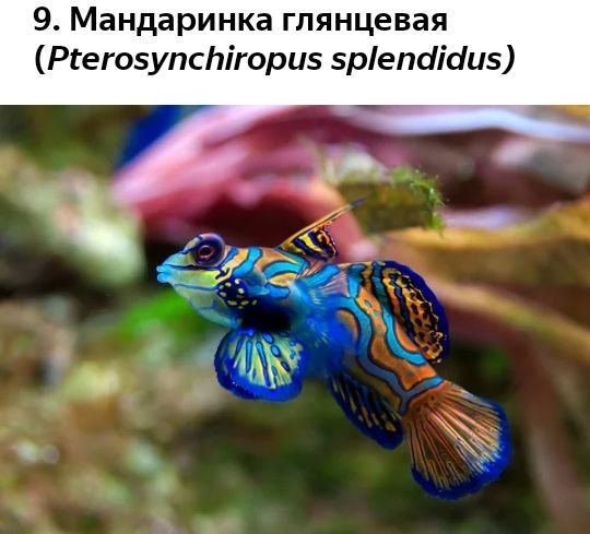 9 Мандаринка глянцевая Ргегозупспігориз 5репсіісіи5