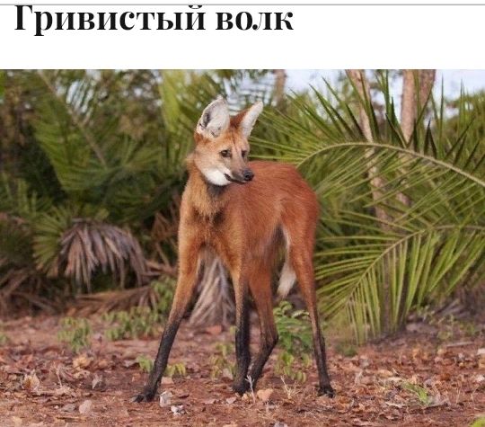 Грпвпстый волк