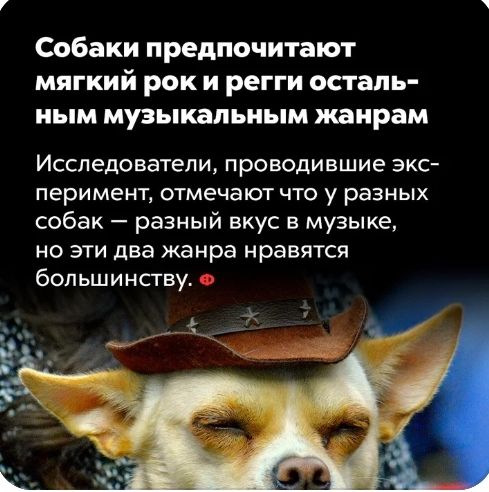 Собаки предпочитают мягкий рок и регги осталь иым музыкальным жанрам Исследователи проводившие экс перимент отмечают что у разных собак разный вкус в музыке но эти два жанра нравятся большинству