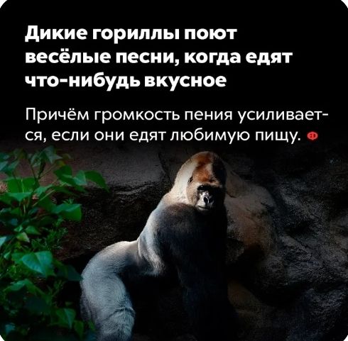 дикие гориллы поют весёлые песни когда едят что нибудь вкусное Причём громкость пения усиливает ся если они едят любимую пищу