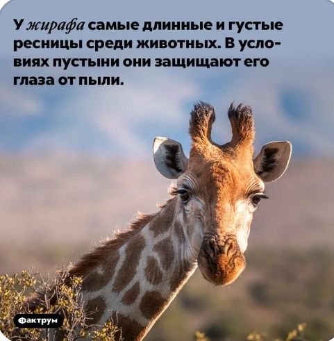 Ужирафа самые длинные и густые ресницы среди животных В успо ниях пустыни сии защищают ЕГО глаза 01 пыли
