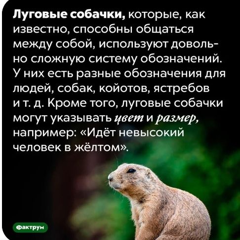 Луговые собачки которые как известно способны общаться между собой используют доволь но сложную сисгему обозначений У них есть разные обозначения для людей собак койотов ястребов и т д Кроме того луговые собачки могут указывать цвет и ридмер например Идёт невысокий человек в жёлтом