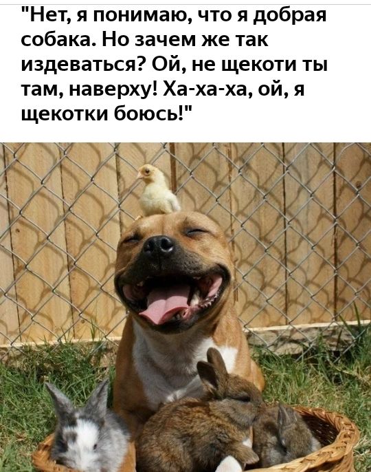 Нет я понимаю что я добрая собака Но зачем же так издеваться Ой не щекоти ты там наверху Ха ха ха ой я щекотки боюсь