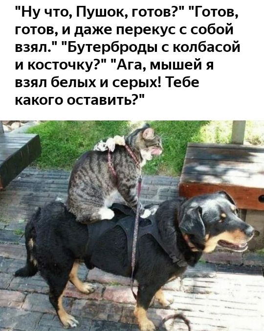 Ну что Пушок готов Готов готов и даже перекус с собой взял Бутерброды с колбасой и косточку Ага мышей я взял белых и серых Тебе какого оставить